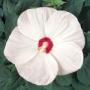 Seminte profesionale Hibiscus moscheotus - Hibiscus - imagine 49382